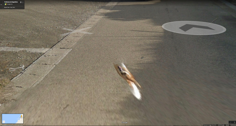 Illustration for article titled Este perro se las arreglĂł para salir en todas las fotos de Google Street View de una calle de JapĂłn
